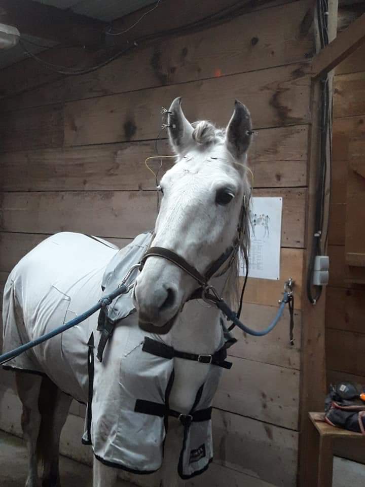 Neurofeedback animalier Annecy Neurofeedback animalier Annecy